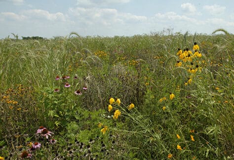 Courtesy of Illinois Department of Natural Resources